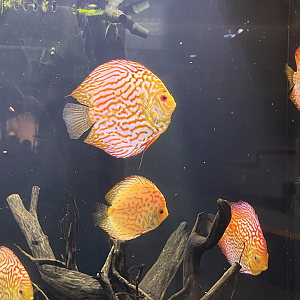 Discus ID?