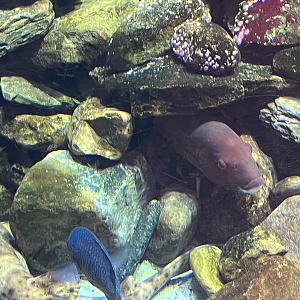 Fish ID?