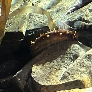 Sea cucumber ID?