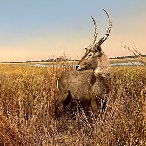 Waterbuck