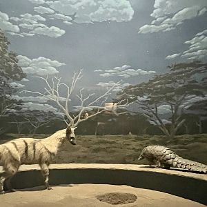 Aardwolf and Pangolin
