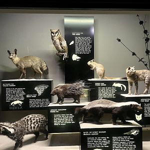 Smaller Animals of the Savannah