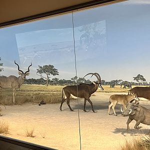 Kudu, Sable, Warthog at the watering hole