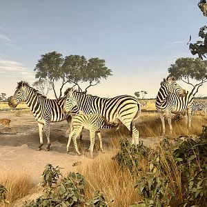 Plains Zebras