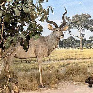 Greater Kudu