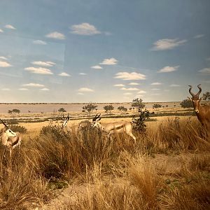 Red Hartebeest and Springbok