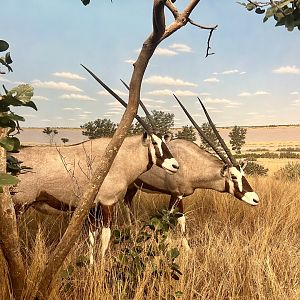 Gemsbok
