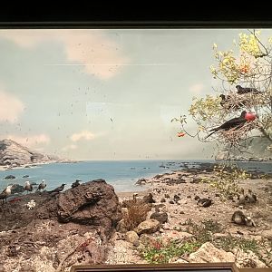Diorama of Isla Isabella