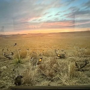 Greater Prairie Chickens