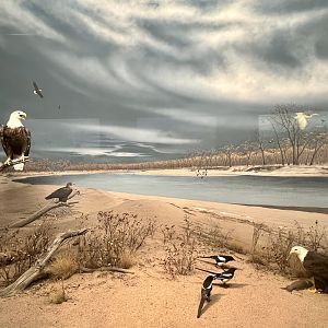 Bald Eagles and Black-billed Magpies