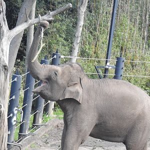 Asian Elephant