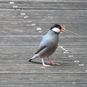 Java Sparrow