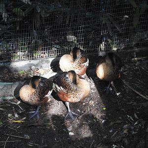 Wandering Whistling-Ducks