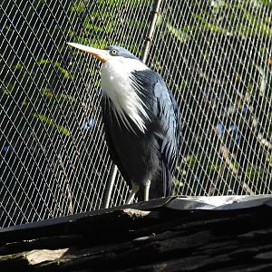 Pied Heron