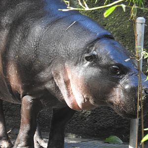 Pygmy Hippopotamus