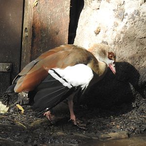 Egyptian Goose