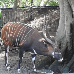 Bongo Antelope