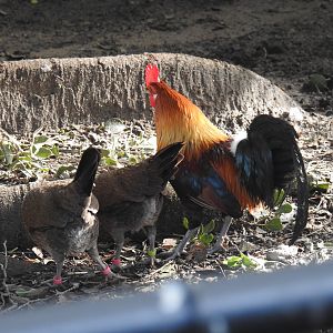 Red Junglefowls