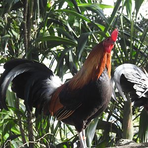 Red Junglefowls (males)