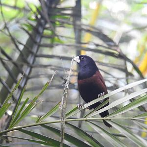 Chestnut Munia