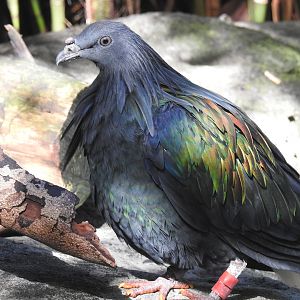 Nicobar Pigeon