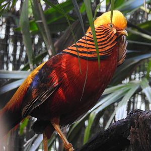 Golden Pheasant (male)