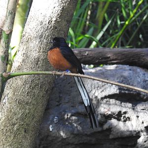 White-Rumped Shama (male)