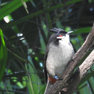 Red-Whiskered Bulbul
