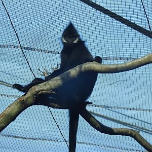 Francois' Leaf-Monkey