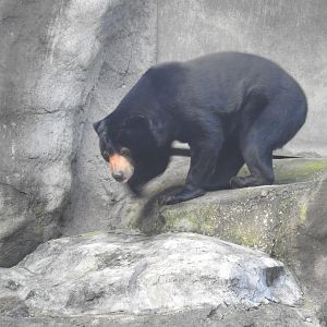 Sun Bear