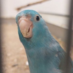 Tiny pet parrot id