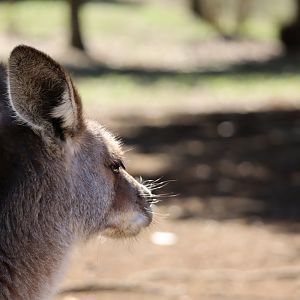 Eastern grey kangaroo (Macropus giganteus giganteus)