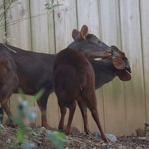 Southern pudu