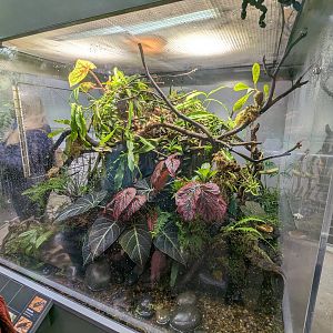 Osher Rainforest - Paradise tree snake