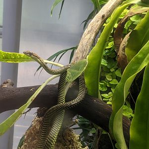 Osher Rainforest - Paradise tree snake
