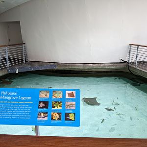 Philippine Mangrove Lagoon