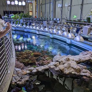 Philippine Coral Reef