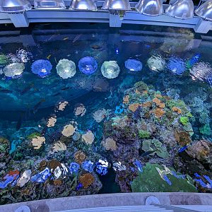 Philippine Coral Reef