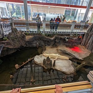 The Swamp - Albino American alligator (above)