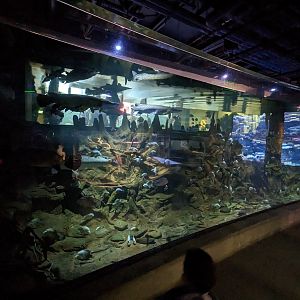 The Swamp - gar tank