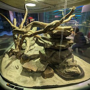Steinhart Aquarium - Carpet python