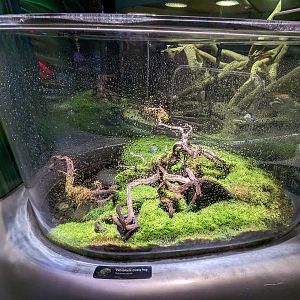 Steinhart Aquarium - Vietnamese mossy frog