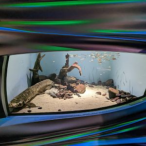 Steinhart Aquarium - Australian Lung fish
