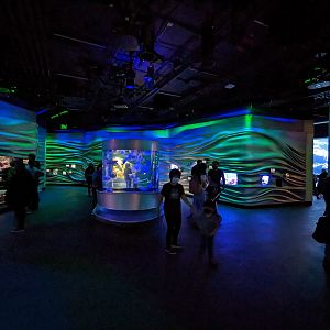 Steinhart Aquarium - gallery view