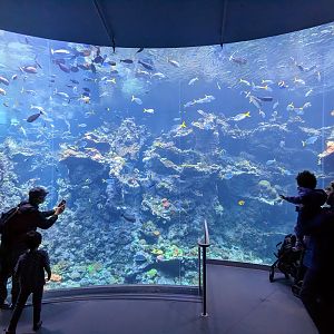 Steinhart Aquarium - coral reef wall