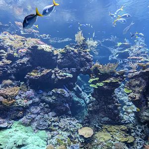 Steinhart Aquarium - coral reef wall