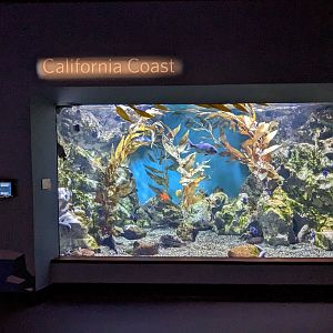 Steinhart Aquarium - California coast