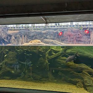 The Swamp - Albino American alligator (tank view)