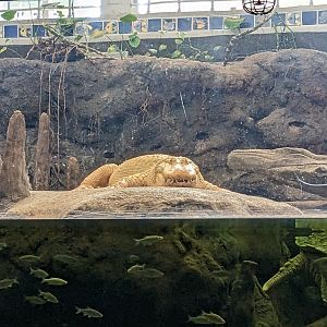 The Swamp - Albino American alligator (tank view)