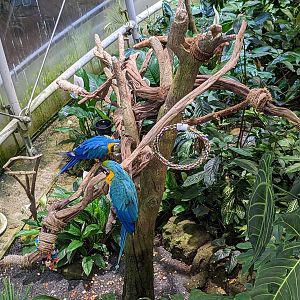 Osher Rainforest - Blue and yellow macaw